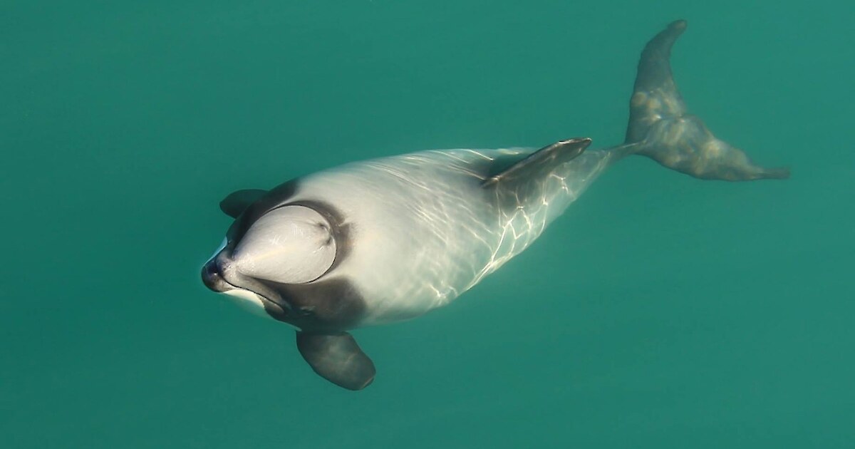 Māui and Hector's Dolphin Defenders NZ Incorporated logo