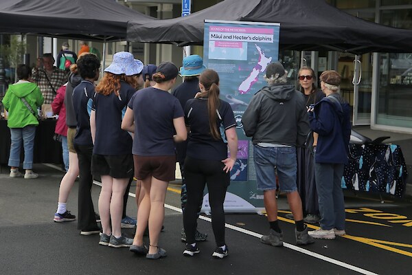 Experienced dolphin advocate and educator, Nikki at the Picton Maritime Festival Photo: Rob Pine